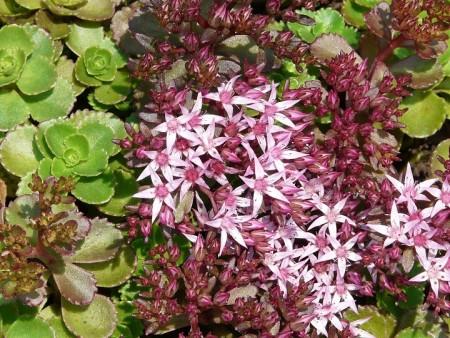 Rozchodník - Sedum